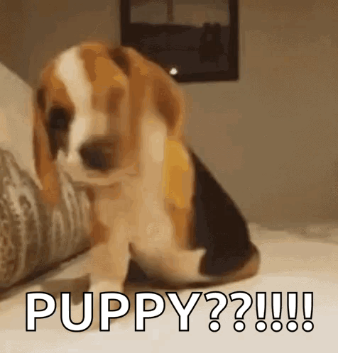 Excited Dog GIF. This 476 x 498 animated GIF is part of our happy birthday puppy collection. Related themes include excited, puppy. Created by ShroomDawg…