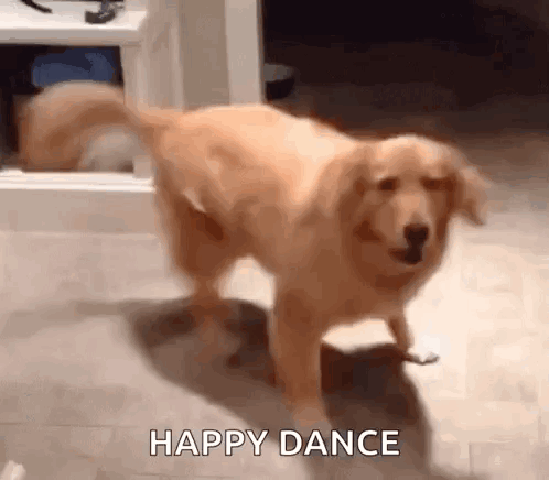 Excited Dog GIF. This 498 x 436 animated GIF is part of our super content collection. Related themes include excited, happy. View the original animation…