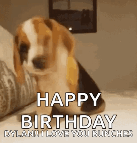 Excited Dog GIF