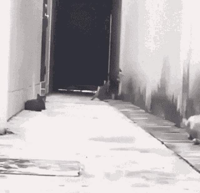 Excited Fly GIF
