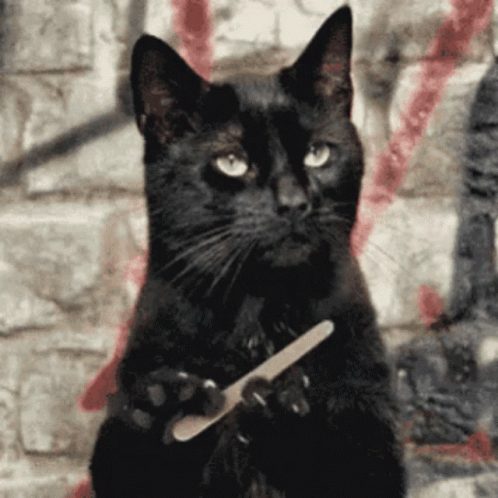 Excuse Me Cat GIF