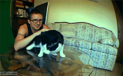 Explosive Diarrhea Cat GIF