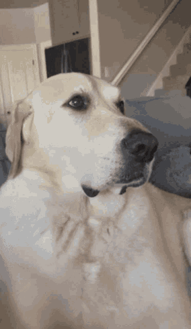Eye Roll GIF