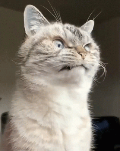 Eye Twitch Cat GIF