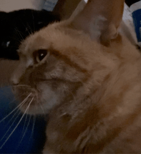Eye Twitch Side Eye GIF. This 456 x 498 animated GIF is part of our stink eye collection. Related themes include angry, cat, creepy. Created by ramaham7…