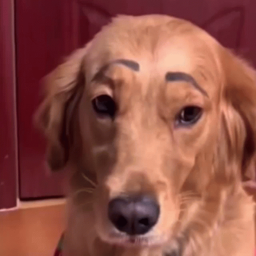 Eyebows Dog GIF