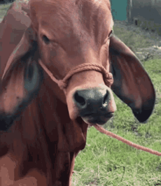 Eyebrow Cow GIF