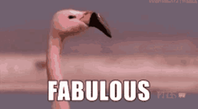 Fabulous Absolutely GIF