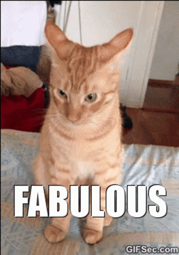 Fabulous Cat GIF