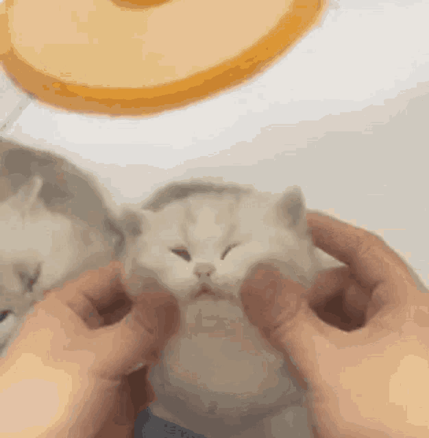 Face Massage Kitten GIF