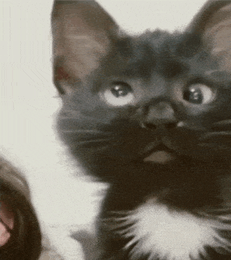 Fadding Cat GIF