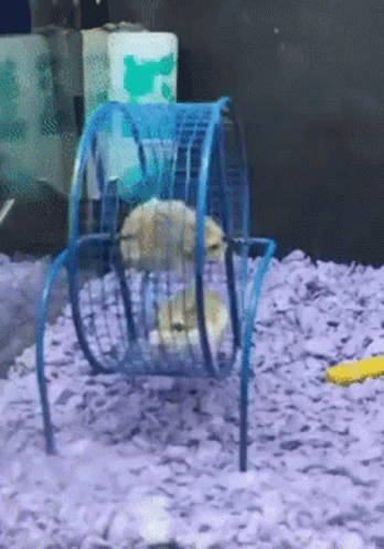 Fail Failing GIF