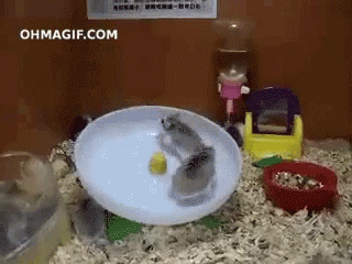Fail Wheel GIF