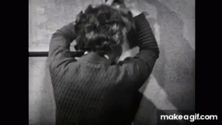 Fainted Fainting GIF