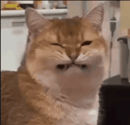 Fake Smile Cat GIF