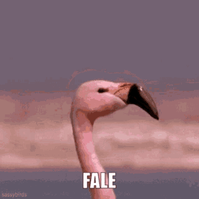 Fale Flamingo Flamingo GIF
