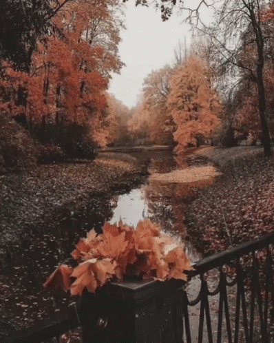 Fall GIF