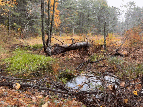 Fall Nature GIF