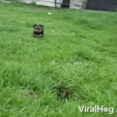 Falls Into A Hole Viralhog GIF. This 498 x 498 animated GIF is part of our sinkhole collection. Created by ViralHog. View the original animation, share it…