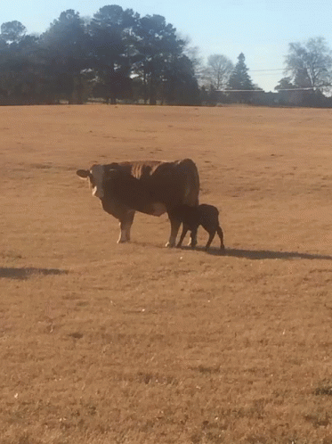 Farm Animals Cows GIF. This 373 x 498 animated GIF is part of our cow milk collection. Created by evacooper. View the original animation, share it, or…