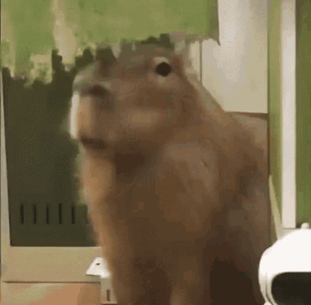 Farthyun Capybara GIF