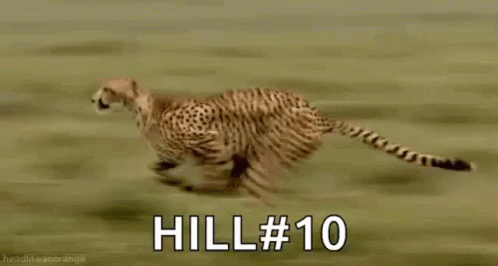 Fast Animal GIF