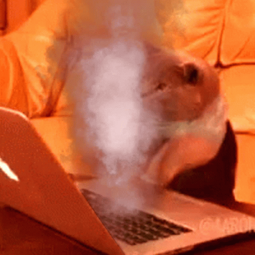 Fast Cat Typing GIF