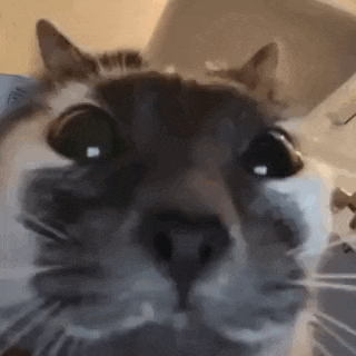 Fast Observer GIF