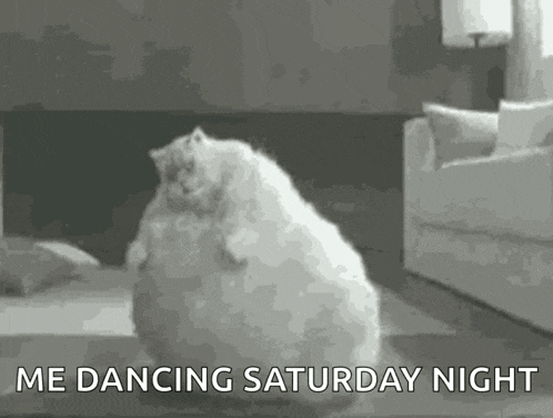Fat Cat GIF