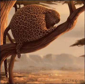Fat Cheetah Yawn GIF