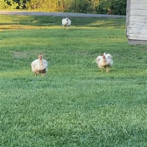 Fat Chicken Run GIF