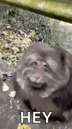 Fat Fat Monkey GIF