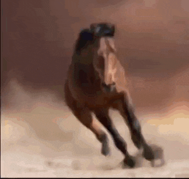 Fat Horse Drinking All Water Of The World GIF