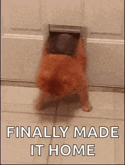 Fat Kitty GIF