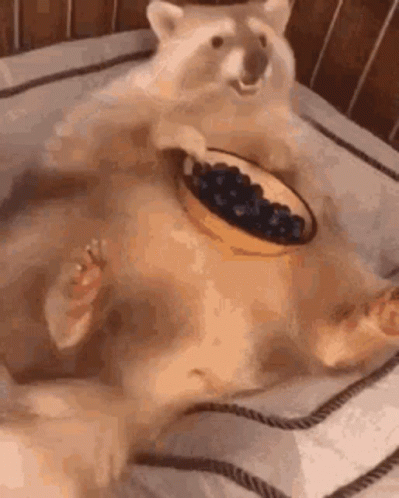 Fat Racoon GIF