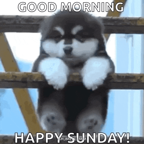 Fatdog Funnydog GIF