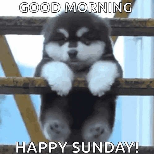 Fatdog Funnydog GIF