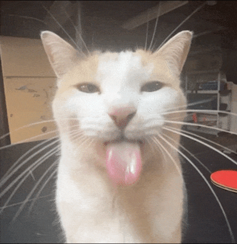 Fatfatmillycat Silly GIF