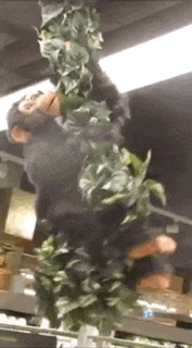 Fb Monkey Farmboy Monkey GIF