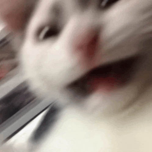 Fear Meme