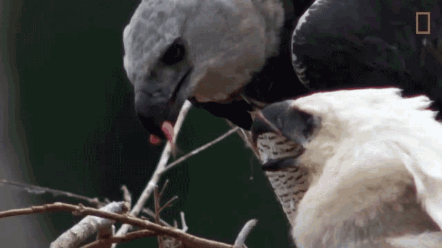 Feeding Baby Eagle Eagles Have To Eat Too GIF