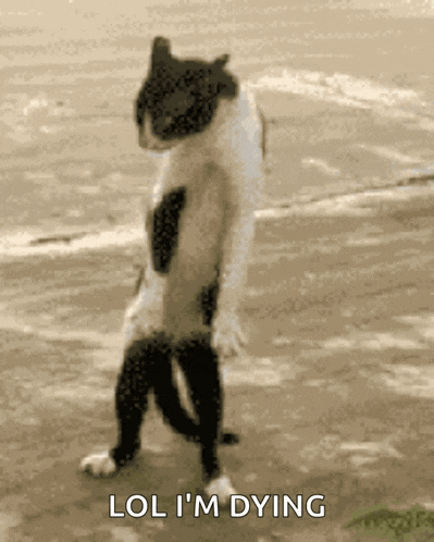 Felixdacat GIF