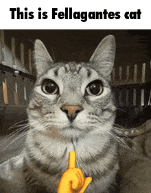 Fellagante Monster Hunter GIF