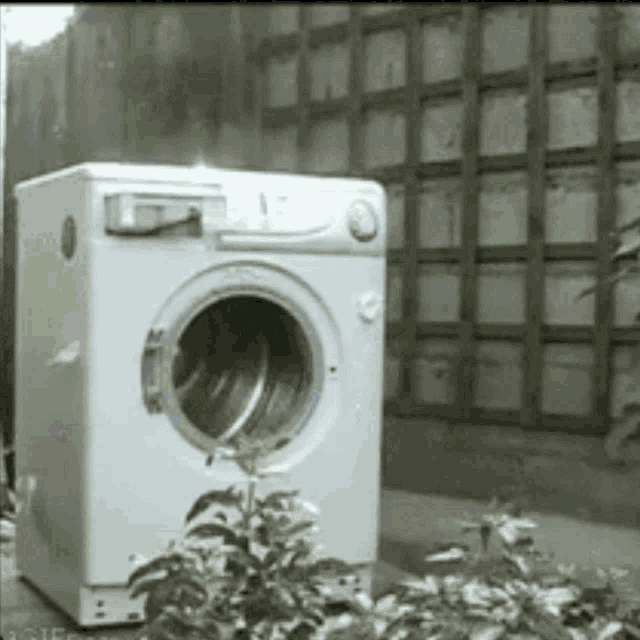 Felss GIF