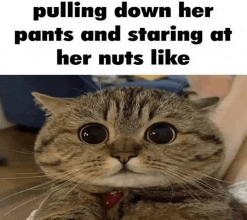 Femboy Cat Meme