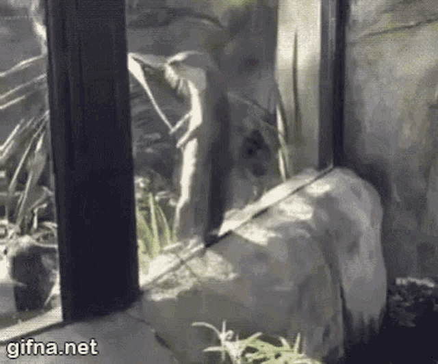 Ferret Dance GIF