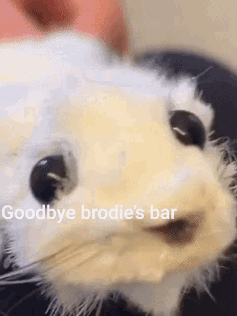 Ferret Slap Band Goodbye GIF