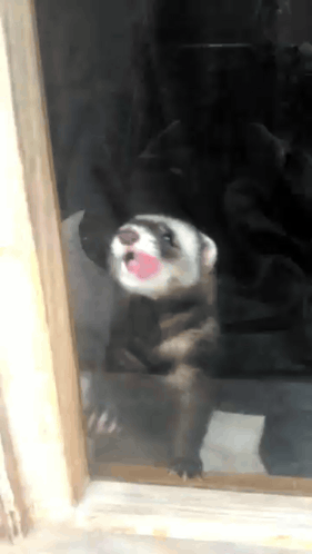 Ferret Window Licker GIF