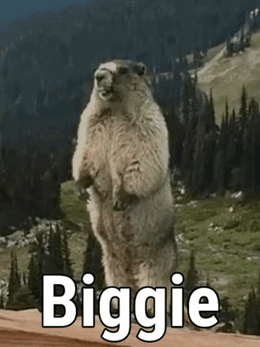 Figbaf F1gbaf GIF