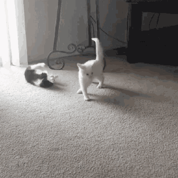 Fight Cat Fight GIF